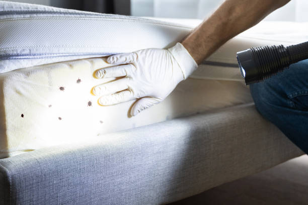 Best Affordable Pest Control Services  in Burkesville, KY